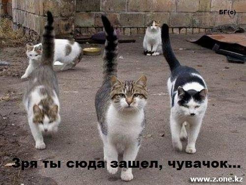 братва