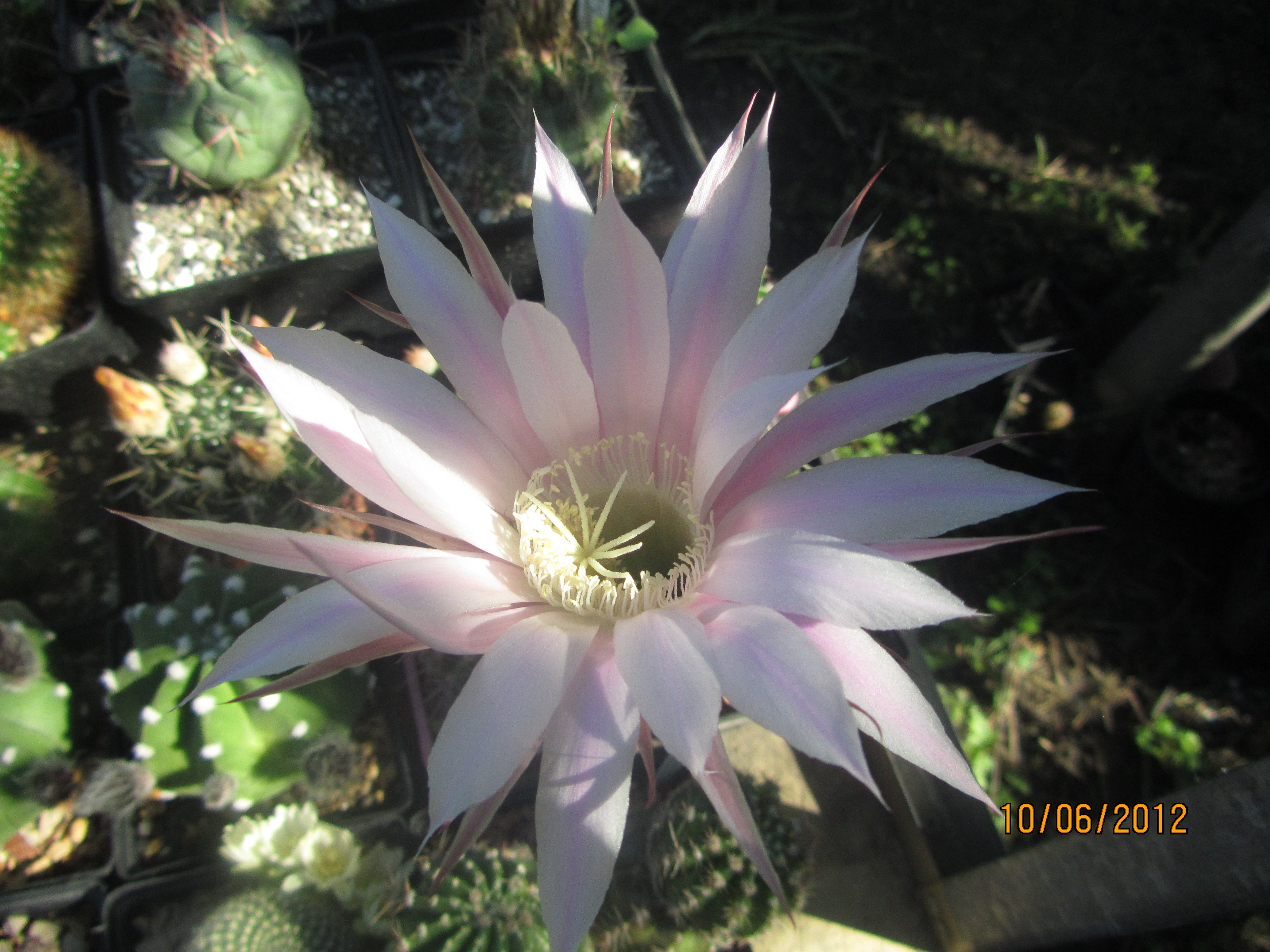 Echinopsis multiplex