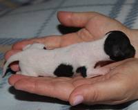 VFL.RU - ваш фотохостинг