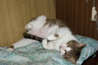 VFL.RU - ваш фотохостинг