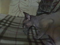 VFL.RU - ваш фотохостинг