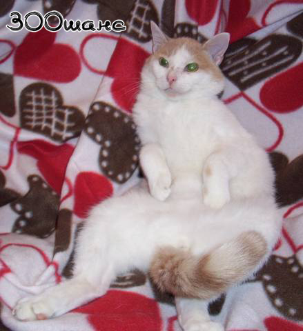 бельчонок02