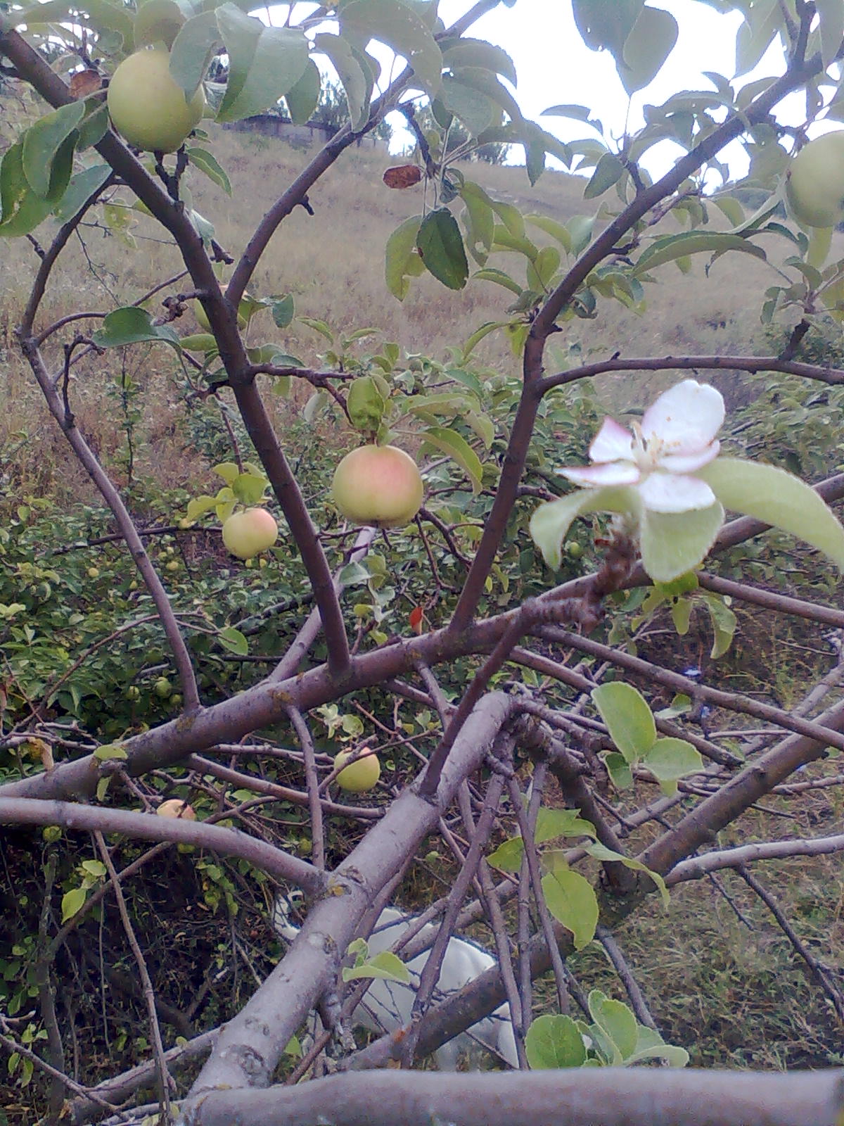 цветки ябл