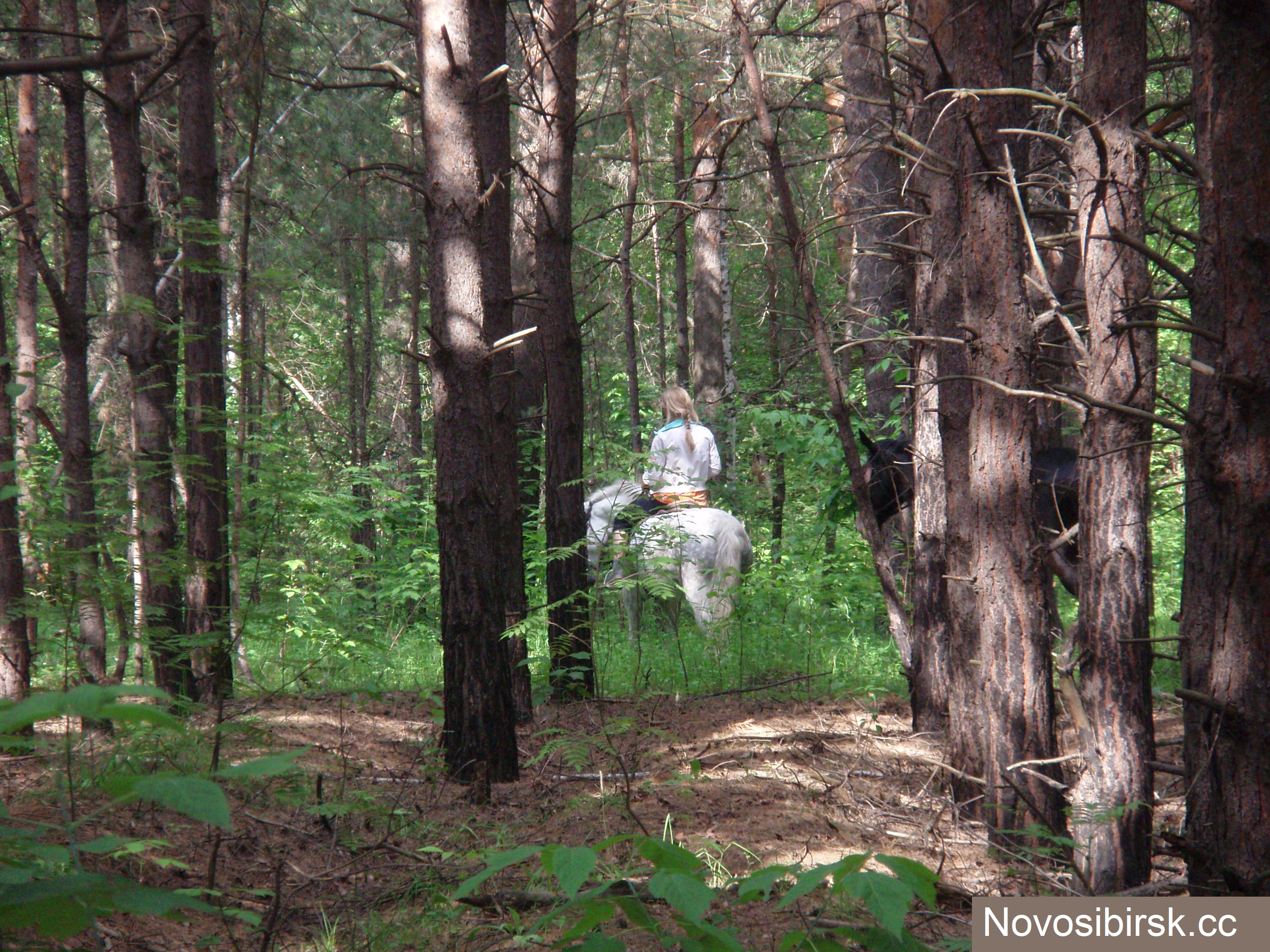 Привидение в лесу
