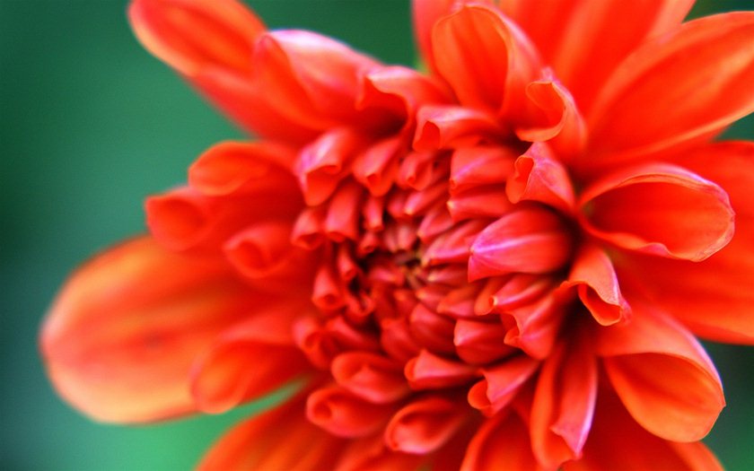 Wallpaper - Flowers - Dahlia 13