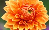 Wallpaper - Flowers - Dahlia 19