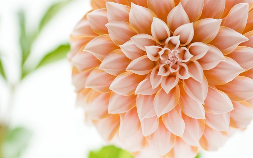 Wallpaper - Flowers - Dahlia 5