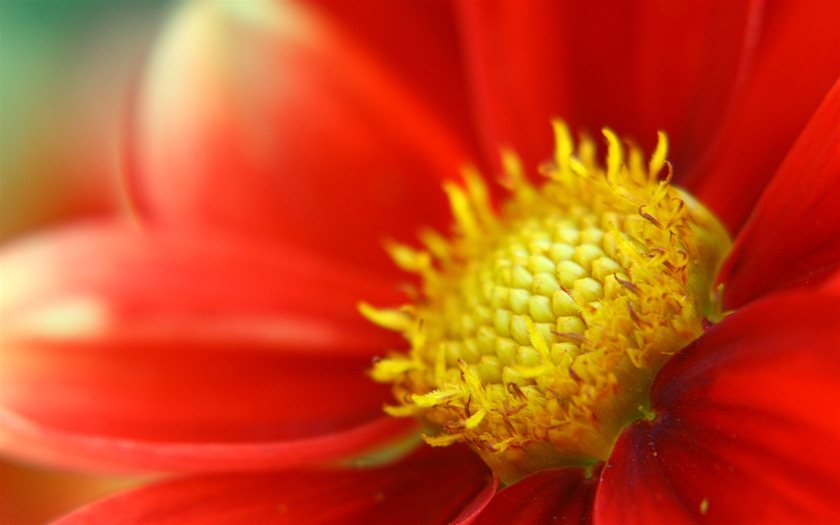 Wallpaper - Flowers - Dahlia 9