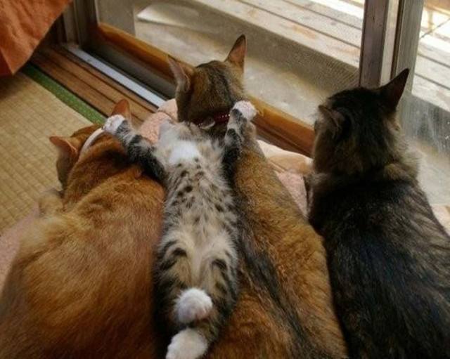VFL.RU - ��� �����������