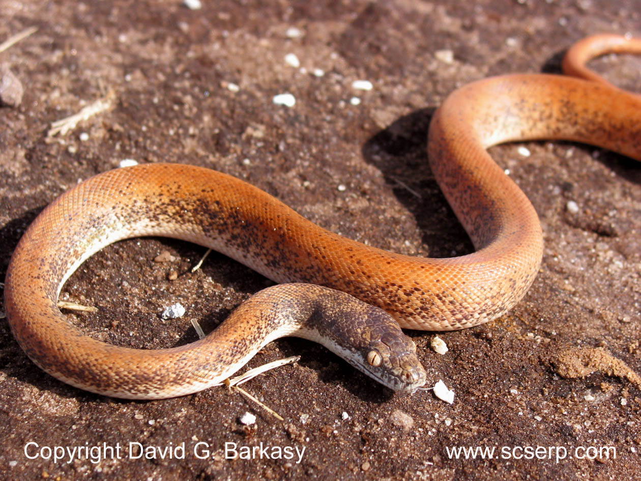 Savu Python, Liasis mackloti savuensis