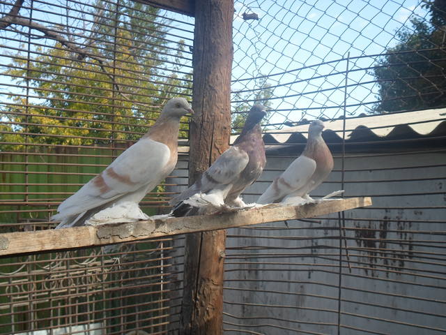 Бойные  голуби  Туркмении - Страница 23 950240_m