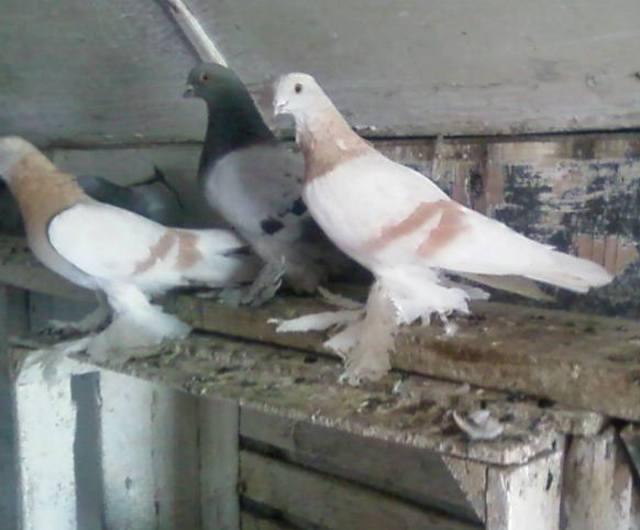 Бойные  голуби  Туркмении - Страница 23 950630_m