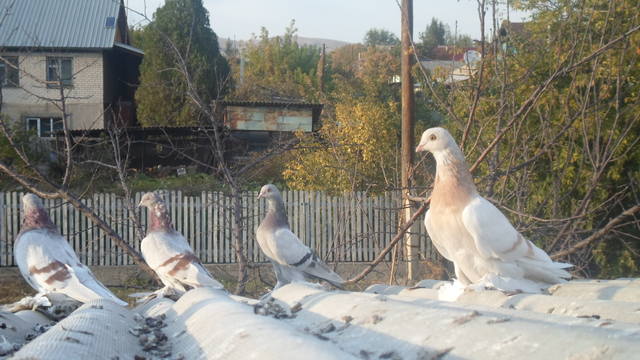 Бойные  голуби  Туркмении - Страница 26 1016431_m