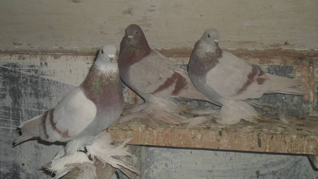 Бойные  голуби  Туркмении - Страница 26 1053447_m