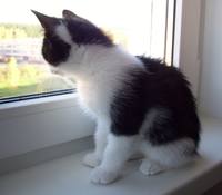 VFL.RU - ваш фотохостинг