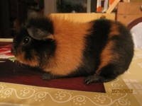 VFL.RU - ваш фотохостинг