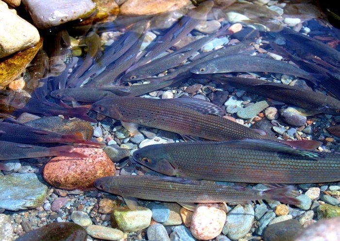 Зимняя Ловля Ленка В Сибири