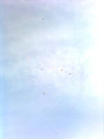 Голуби в небе