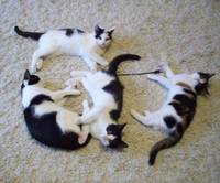 VFL.RU - ваш фотохостинг