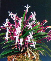 Neofinetia falcata Shutennou