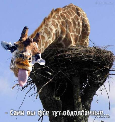 funpics 12