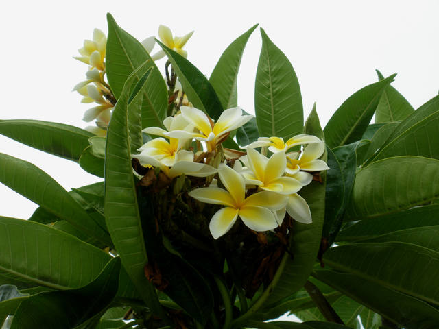 Мечты сбываются! Канары! о.Тенерифе (часть 1)