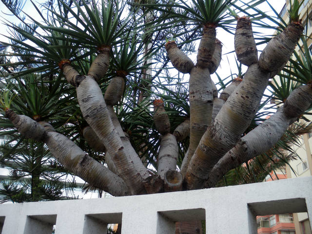 Мечты сбываются! Канары! о.Тенерифе (часть 1)