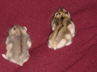 VFL.RU - ваш фотохостинг