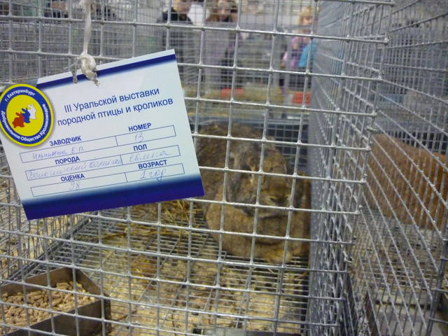III Уральская выставка породных птиц и кроликов. г. Екатеринбург 01-02 декабря 2012 года 1321468_m