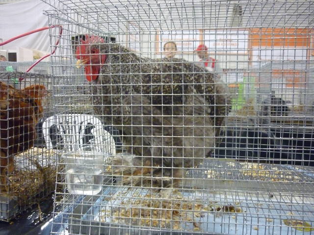 III Уральская выставка породных птиц и кроликов. г. Екатеринбург 01-02 декабря 2012 года - Страница 4 1329151_m
