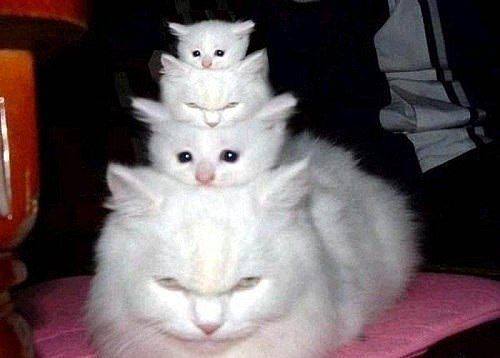 Эти забавные животные