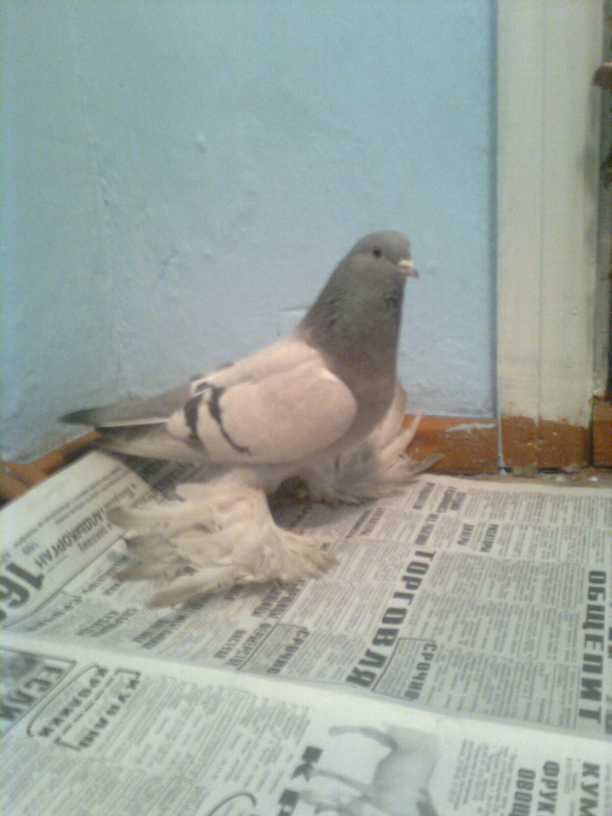 Уды персовая