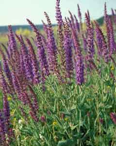 salvia officinalis[1]