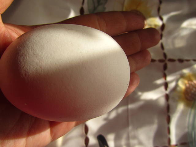 Обсудим размер яиц кур 1413148_m