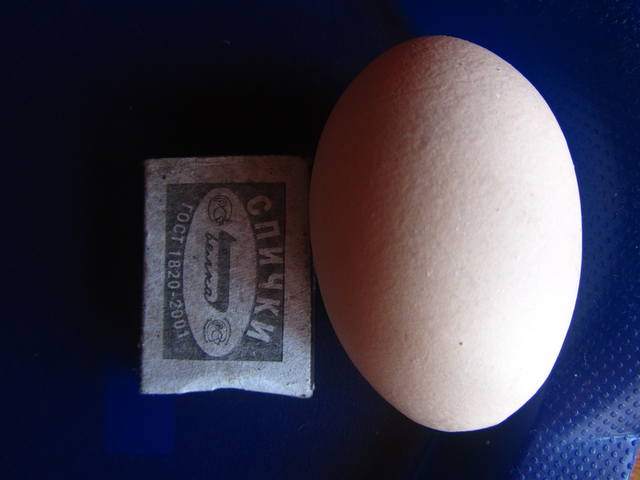 Обсудим размер яиц кур 1413149_m