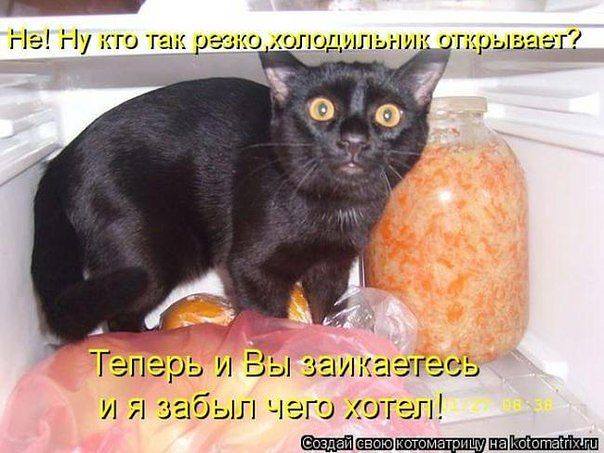 Эти забавные животные