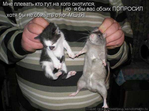 Смешнокрыски (все смешное о крысах: фотожабы, котоматрицы, видео) 1457727_m