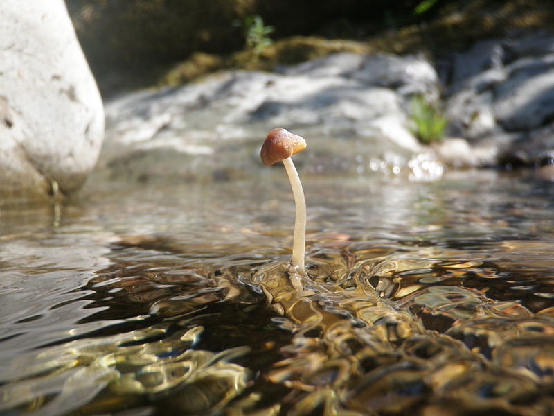 На воде грибы
