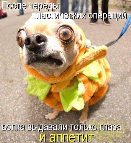 Эти забавные животные