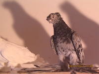 VFL.RU - ваш фотохостинг