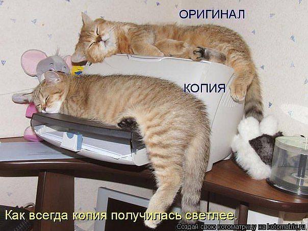 Эти забавные животные