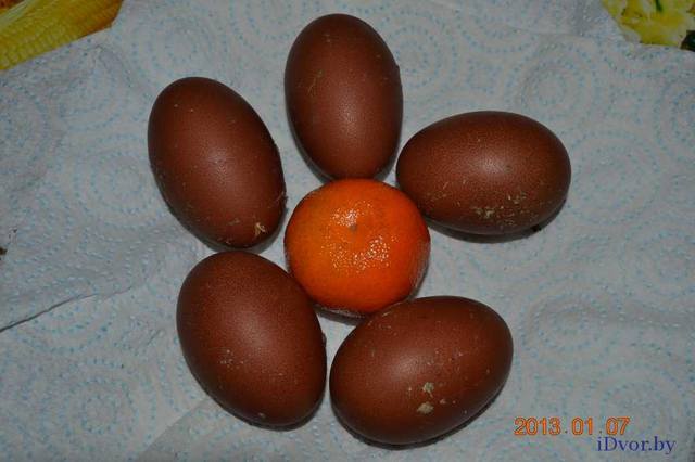 Мараны - порода кур, несущие пасхальные яйца - Страница 10 1524366_m