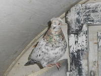 Мрамор бакинка.JPG