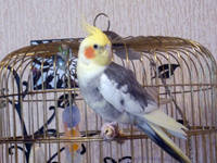 VFL.RU - ваш фотохостинг