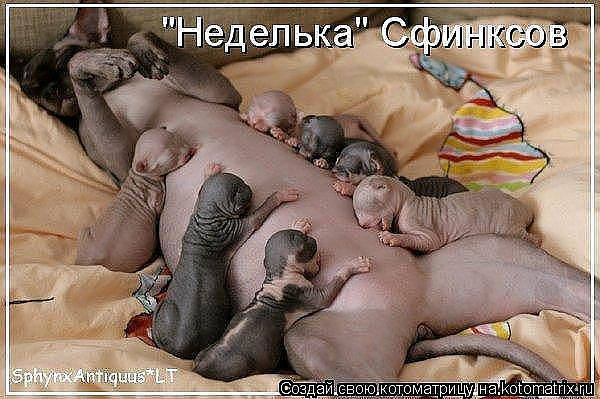 Эти забавные животные