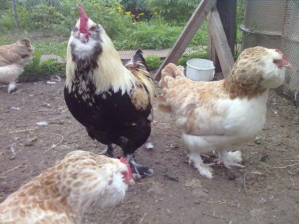 Продажа цыплят и инкубационного яйца кур породы Фавероль  1576698_m