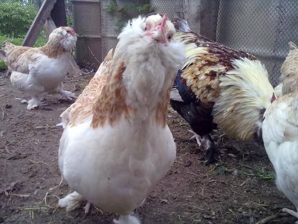 Продажа цыплят и инкубационного яйца кур породы Фавероль  1576699_m