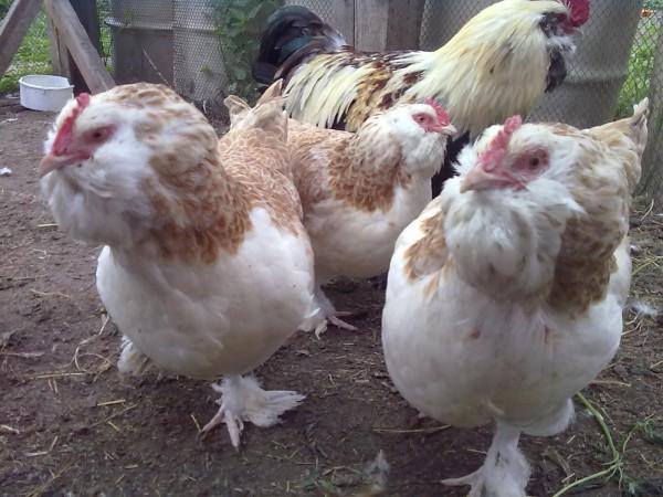 Продажа цыплят и инкубационного яйца кур породы Фавероль  1576700_m