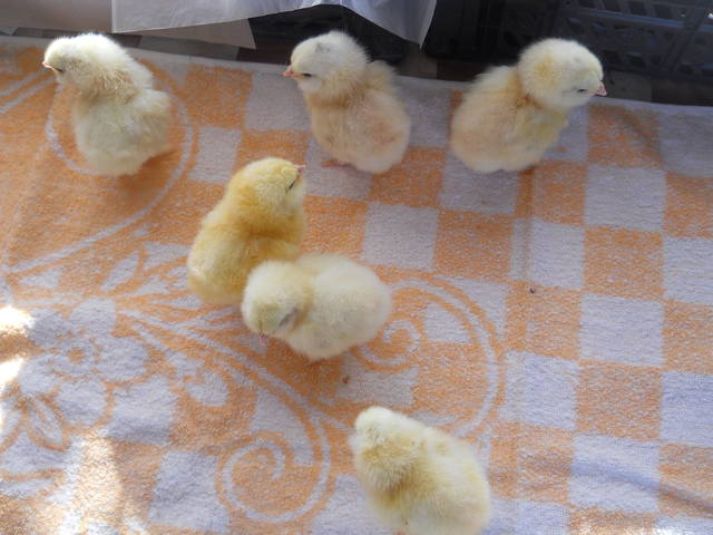 Продажа цыплят и инкубационного яйца кур породы Фавероль  1577391_m