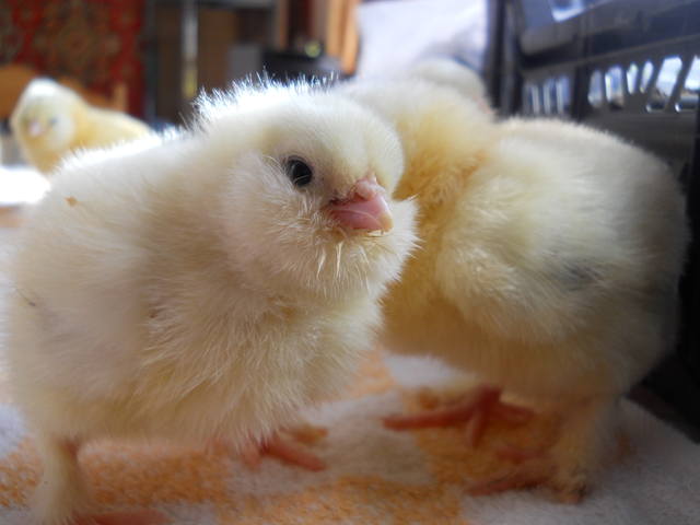 Продажа цыплят и инкубационного яйца кур породы Фавероль  1577392_m